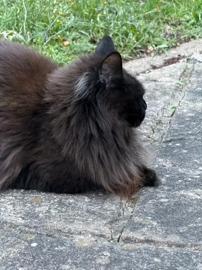 A fluffy black cat with a long, dark brown coat is lying on a cracked concrete surface. The cat is positioned in the center of the frame, facing to the right. Its fur is thick and appears somewhat matted in places. In the background, lush green grass with small yellow flowers is visible, suggesting an outdoor setting. The concrete is weathered and shows signs of age. There are no people or other animals present in the image. The scene is tranquil and appears to be in a residential or park area. There is no information to suggest a specific location in Kenningtons, United Kingdom.