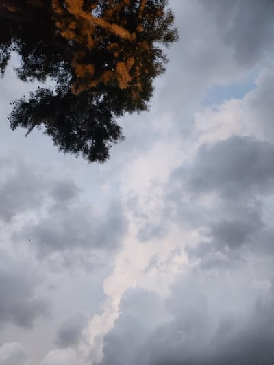 The image captures a sky filled with dramatic clouds, with the top left corner dominated by the silhouette of a tree branch. The tree appears to be a pine, with its needles and cones visible against the lighter sky. Some of the foliage is illuminated by a warm, golden light, suggesting it is either sunrise or sunset. The clouds are a mix of dark, heavy formations and lighter, wispy ones, with a patch of blue sky visible in the upper right quadrant. The overall mood is moody and atmospheric. The location is the city of Winter Park, United States of America.