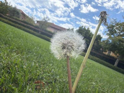 In Irvine, California, a dandelion seed head in focus is positioned in the foreground of a sloped lawn. To its right, a second dandelion stem, now devoid of its seed head, is visible. The background shows a building with a reddish-brown roof and green trees, under a sky with scattered white clouds. The image was taken in the United States of America.