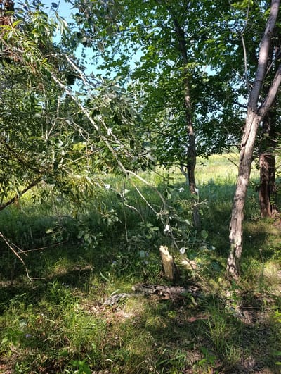 This is a natural landscape image taken on a sunny day, likely in the vicinity of Самородово, Russia. The foreground is dominated by lush green grass and various types of foliage. There are several trees with green leaves and rough bark, casting dappled shadows on the ground. A broken tree trunk lies horizontally across the middle ground, and a broken stump is visible to the left of it. In the background, there is a field of tall, dry grass and more trees under a clear blue sky. The scene depicts a wild, undeveloped area, possibly a forest edge or a meadow.