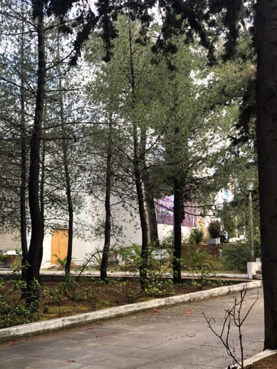 The image shows a street in Agia Paraskevi, Greece, located at 37.998 latitude and 23.819 longitude. The street is paved with asphalt and has a concrete curb on the right side. The street is lined with trees, mostly pine trees. In the background, there is a white building with a large, brown wooden door. A sign is partially visible in the background, with the words "Microsoft" and "Windows" appearing in a blue and white font. There is also a small, white building on the left side of the image. The trees and shrubs along the street are green, and the ground is covered with moss and dry leaves. No people are present in the image.