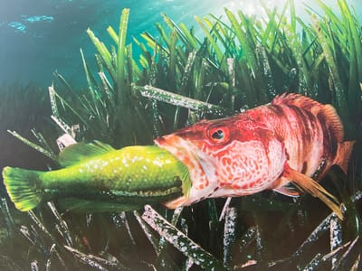 An underwater scene depicts a predatory event occurring within a dense bed of tall, green seagrass, likely in the coastal waters near Cabo De Palos, Spain. A reddish-orange fish, characterized by vertical brown stripes and white mottled patterns on its head and body, is shown with its mouth wide open, actively consuming a smaller, bright lime-green fish. The smaller fish, which has scattered white spots on its body, is partially engulfed head-first, with its tail and posterior body section visible protruding from the predator's mouth. The surrounding environment consists of numerous green, strap-like seagrass blades, some exhibiting white patches, against a backdrop of clear, blue-green water with light penetrating from above.
