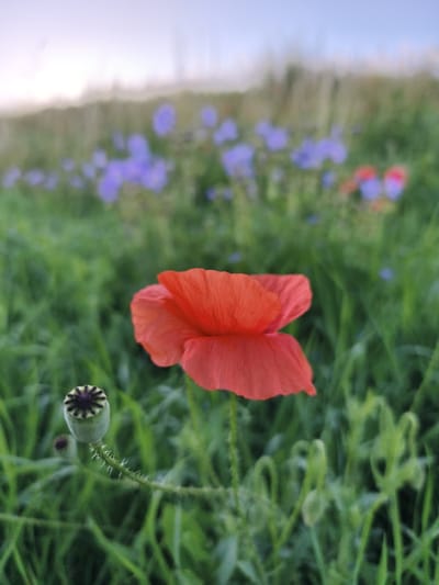 This is a close-up, vertical photograph of a single red poppy flower in a field. The poppy is in sharp focus, its delicate, crinkled petals a vibrant orange-red. To the left of the poppy, a seed pod is visible, its green casing topped with a distinctive star-like pattern of dark purple. The poppy and its seed pod are set against a backdrop of lush green grass, which is slightly out of focus, creating a soft bokeh effect. In the background, a blurred field of small purple flowers can be seen, with hints of taller, dried grass further behind them. The sky above is a pale, soft blue, transitioning to a lighter hue near the horizon, suggesting either early morning or late evening. The overall atmosphere is peaceful and natural, evoking a sense of tranquil countryside. The location is Tczew, Poland. There is no visible text in the image.