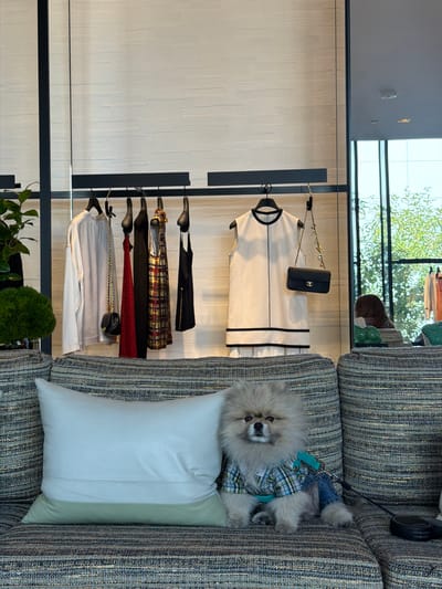 A fluffy Pomeranian dog wearing a blue and green plaid shirt and denim shorts sits on a patterned couch in what appears to be a luxury boutique. Behind the dog, clothes hang on a rack, including dresses and a light-colored jacket. A black handbag with a gold chain hangs on a hook. A large white pillow is on the couch to the left of the dog. The background features a textured wall and a large window showing trees and greenery. The scene is likely in Beverly Hills, California, United States of America, given the upscale setting and designer clothing.