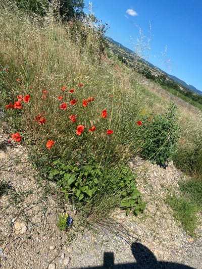 A field of wild red poppies and tall dry grasses grows on a sloping embankment under a clear blue sky. In the distance, a valley with scattered buildings and trees is visible, bordered by rolling hills and mountains. The foreground shows a stony, gravelly ground with more sparse vegetation and shadows of objects, including a shadow of a person's head and shoulder, and a leg. A small piece of blue and yellow trash is visible on the ground. The scene is a natural landscape with hints of human presence in the form of the trash and the shadow. The location is the city of Belo Pole, Bulgaria.