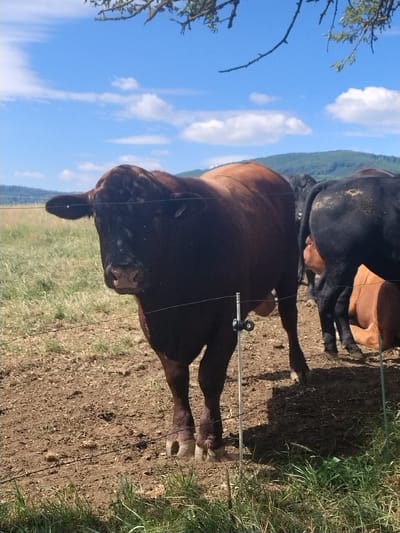 In the city of Záboří, Czechia, a medium shot captures a dark brown bull in the foreground, facing left and slightly towards the viewer. The bull is partially obscured by a wire fence. Behind the bull, a black cow stands facing away from the viewer, also partially obscured by the fence. Another brown cow is visible lying down in the background, behind the black cow. The ground is dry and dusty, with patches of green grass. In the background, a grassy field stretches to a line of green hills under a blue sky with scattered white clouds. The image is taken outdoors during the day.
