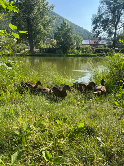 The image depicts a serene natural scene by a calm body of water, likely a pond or lake. Several ducks are resting on the grassy bank, nestled among tall green blades of grass. The ducks are mostly brown and appear relaxed. In the background, a lush green hillside covered in trees rises up towards a clear blue sky, indicating it's a sunny day. A building, possibly a house or a barn with a metal roof, is visible on the hillside, partially obscured by trees. The overall impression is one of tranquility and peaceful coexistence with nature. The setting suggests a rural or semi-rural location, possibly a park or a backyard adjacent to a natural landscape. The lighting indicates it is daytime, with the sun casting shadows and highlighting the textures of the grass and water. There is no visible text in the image.
