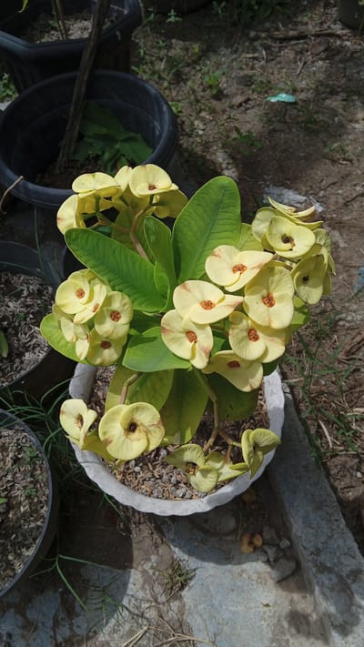 A close-up, high-angle shot captures a flowering plant in a white pot. The plant has multiple clusters of small, yellow-green flowers with orange centers, interspersed with lush green leaves. The pot is situated on a dirt ground with scattered dry grass and small stones. In the background, parts of other dark-colored pots and vegetation are visible. The scene appears to be outdoors, likely in a garden or yard setting in Cotgadong, Indonesia. There are no people or animals present.