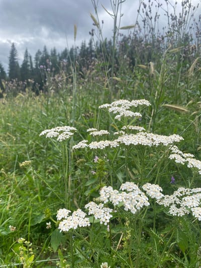 The image shows a field of white flowers, likely yarrow, in bloom. The flowers are clustered in flat-topped arrangements and are surrounded by green foliage and other wild plants, some with purple buds. In the background, a dark, cloudy sky looms over a dense forest of evergreen trees. The overall scene suggests a natural, uncultivated environment. The image does not contain any people, actions, or interactions, and there is no indication of the specific location within Khankanmyaki, Russia.