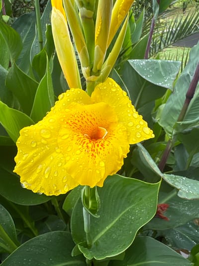 In Psyrdzkha, Abkhazia, a close-up shot captures a vibrant yellow Canna Lily bloom covered in glistening water droplets, likely from recent rain. The flower's petals are speckled with small red markings, and it emerges from a cluster of large, lush green leaves, some of which also bear water droplets. In the background, a blurred green environment suggests a garden setting with hints of palm fronds and other foliage. The lighting is natural, indicating an outdoor scene under diffused light conditions. No people are visible in the frame, and the focus is solely on the botanical subject.