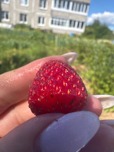 A close-up, eye-level shot shows a person's fingers holding a ripe, red strawberry. The strawberry is in focus, with its small seeds visible and its surface glistening. The fingers, with light-colored nail polish, are gently cupping the fruit. In the background, out of focus, is a grassy area with a multi-story building and a clear blue sky with white clouds. This scene is likely located in the village of Шелокша, Russia, given the context of the provided information, possibly on a sunny day.