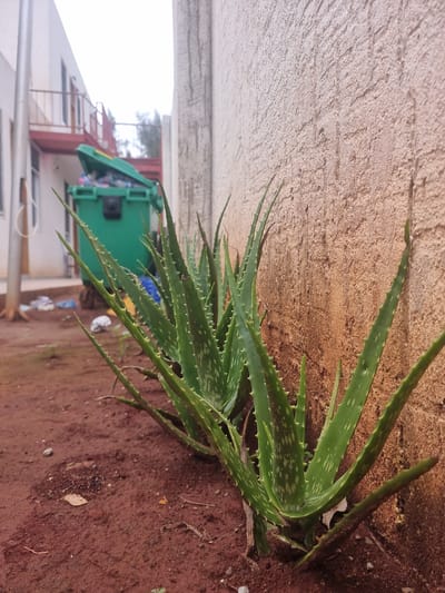 The image shows an aloe vera plant growing in the city of Michamvi Kae, Tanzania. The plant is located along a concrete wall and the ground is red dirt. In the background, there's a glimpse of a building, with a green garbage dumpster and laundry hanging on a line. The sky is overcast and white.