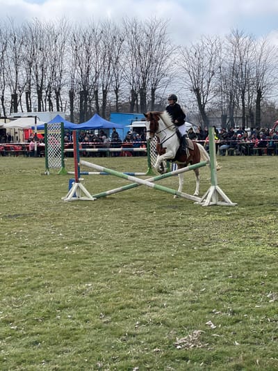 An outdoor equestrian show jumping event is depicted in Kardam, Bulgaria. A pinto horse, predominantly brown and white with a light mane and tail, is captured mid-air over a cross-rail jump composed of two green and white striped poles forming an 'X,' supported by white A-frame standards. The rider, wearing a dark helmet, dark jacket, light breeches, and dark boots, is positioned on the horse's back. The ground is a green grassy field with scattered dry leaves. In the background, a crowd of spectators is visible, some seated on benches, others standing, observing the event. To the left, several white and blue vendor tents or canopies are set up, with individuals gathered nearby. A line of bare deciduous trees stands against an overcast sky, marking the perimeter of the area.