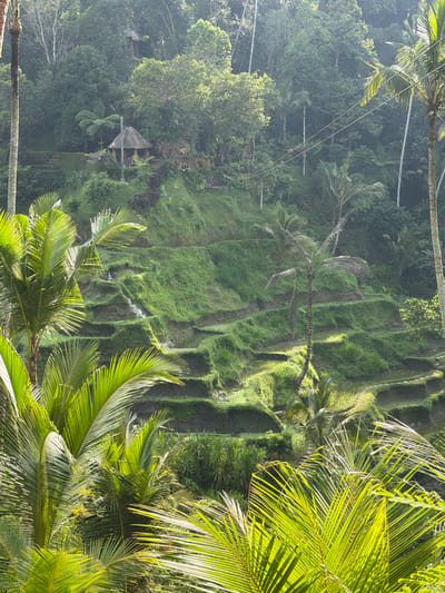 The image depicts a verdant, terraced landscape located in Tegal Suci, Indonesia. The scene is dominated by multiple levels of green rice terraces (sawah) carved into a hillside, with small cascades of water flowing down some sections. Dense tropical vegetation, including numerous palm trees, flanks the terraces and covers the upper slopes. In the upper midground, nestled amidst the foliage, a thatched-roof hut or gazebo with a wooden frame is visible. A second, smaller thatched structure is partially obscured further up the hill to the right. Several thin utility lines with insulators traverse the upper portion of the scene. The foreground features prominent, bright green palm fronds partially obscuring the view. Sunlight illuminates the scene, casting highlights on the vegetation and terraced fields. No individuals or animals are present. Stone pathways wind through the lower terrace levels.
