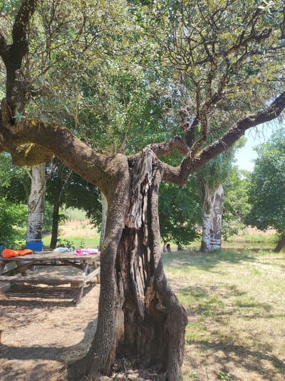 The image depicts an outdoor scene, likely a park or recreational area, with a prominent, ancient, hollowed-out tree in the foreground. The tree has a gnarled, weathered trunk and branches covered in moss. To the left of the tree, a wooden picnic table is set up, with an orange life vest and some pink and white fabric items on its surface. In the background, several other trees are visible, including two with distinct white trunks marked with dark, swirling patterns. Further back, there is a body of water, and beyond that, a dry, grassy field with scattered trees under a bright, clear sky. Two individuals are partially visible in the middle ground, seated or standing near the water's edge. The overall impression is one of a tranquil, natural setting. The presence of the picnic table and life vest suggests a place for leisure activities, possibly near a lake or river. The location is identified as Cadalso, Spain.
