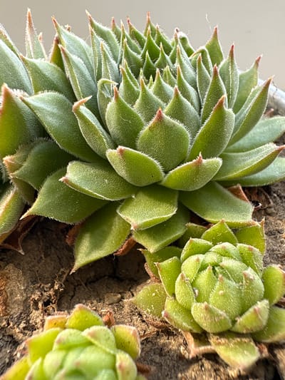 This is a close-up, ground-level shot of a succulent plant. The plant is green and fuzzy with reddish tips on its leaves. It is growing in dry, brown soil, with other smaller succulents visible in the foreground. The background is a neutral, out-of-focus light color. There are no people or animals in the image. The scene is outdoors, possibly in a garden or a planter. The image does not provide any information about its location in Tskhinvali, South Ossetia.