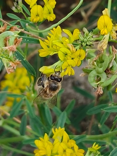A bee is shown gathering nectar from a cluster of yellow flowers. The bee is in focus, its body is striped brown and yellow, and its wings are translucent. The flowers are small and bright yellow, with delicate petals. Green leaves and stems form the background, with a blurred, earthy-toned ground visible behind the foliage. The image appears to have been taken outdoors, likely in a natural setting such as a field or garden.