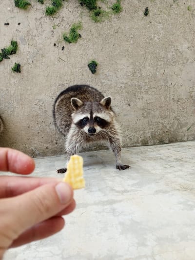 An overhead perspective shows a raccoon standing on a concrete surface, looking forward with its dark mask prominent. In the foreground, a human hand holds a small, yellow, puffed snack between its thumb and index finger, extending it towards the raccoon. The background features a textured, light-colored wall with scattered clumps of green vegetation. The scene is outdoors, with the floor and wall suggesting an urban or semi-urban environment. The location is identified as Phước Hải, Vietnam.