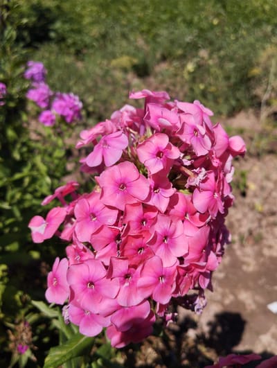 A close-up, outdoor, eye-level, vertical shot captures a cluster of vibrant pink phlox flowers in focus, set against a blurred background of green foliage and brown earth. The flowers are densely packed, with individual petals clearly defined and displaying a rich saturation of color, some appearing almost fuchsia. The light suggests it is a sunny day, casting soft shadows. In the upper left corner, out of focus, are several lighter purple phlox flowers, indicating a larger planting. The overall scene is natural and appears to be in a garden or park setting. The image does not contain any people or discernible human activity, nor does it provide any specific geographical markers to pinpoint its location within Iskra, Kyrgyzstan.