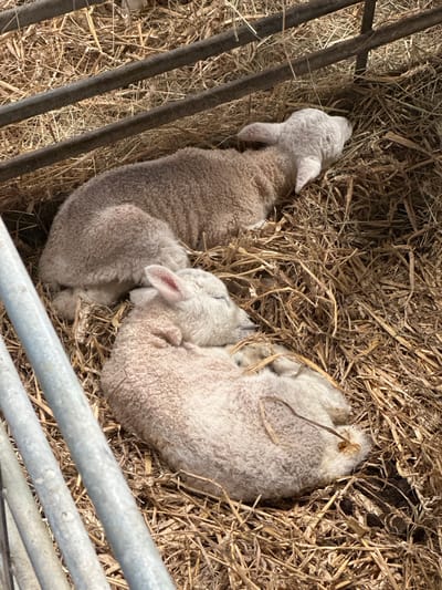 Two lambs lie nestled in straw bedding within a pen constructed of metal bars. The lambs appear to be sleeping, their bodies curled together. The location is the city of Sevenoaks, United Kingdom.