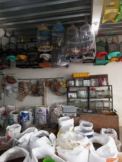 The image depicts the interior of a store in the city of Taohom, Laos. The ceiling is constructed from corrugated metal panels. Numerous bird cages hang from the ceiling and from hooks along the upper wall. Several cages are covered with clear plastic sheeting, while others feature brightly colored plastic bases in teal, yellow, orange, and red. Some cages appear to contain birds.
Below the hanging cages, a horizontal metal bar affixed to a white wall supports various items, including woven baskets, feed dispensers, and other indeterminate objects, suggesting pet or agricultural supplies.
To the right, a black metal shelving unit holds multiple glass aquariums and tanks. These tanks contain substrate and appear to house small animals such as fish or crabs, along with pet accessories. A yellow plastic crate rests on top of this shelving unit.
The lower portion of the scene is dominated by a large quantity of white and off-white sacks, primarily resting on the floor and stacked. Several sacks are labeled "Sreeya" with a chicken logo, indicating they contain animal feed. Many sacks are open, revealing granular contents. A digital scale with a gray weighing pan is positioned on a dark wooden counter or surface to the right, amidst the sacks. Adjacent to the scale, a large, worn wooden box or bin is present. A small, dark-feathered bird is perched on the upper edge of this wooden box on the far right. No human figures are visible in the scene.