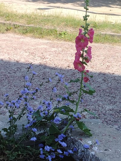 The image shows a close-up of two types of flowers growing near a path. On the right, a tall stalk of pink hollyhocks is in bloom, with several large, trumpet-shaped flowers and buds extending upwards. To the left and in the foreground, a cluster of delicate blue chicory flowers, with their distinctive ray florets, are blooming on thin stems. The flowers are growing out of a concrete edge next to a gravel path. In the background, there is more gravel and dry grass. The lighting suggests it is daytime, with a shadow cast on the path from the left. The scene is outdoors, with no people or animals visible.
