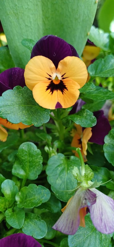 A close-up, vertical, eye-level shot captures a cluster of pansies with vibrant yellow and deep purple petals, interspersed with lush green foliage. The foreground features a dominant yellow pansy with a dark, almost black center and purple markings on its lower petals. Behind it, several purple pansies are partially visible, their velvety texture suggested by the lighting. The leaves are a healthy, deep green, with a slightly textured surface that hints at dew drops or a light dusting of pollen. The background is a soft blur of green and yellow, indicating more flowers and plants, creating a natural garden setting. The image is clear and sharp, focusing on the delicate details of the flowers and leaves. The scene appears to be a well-maintained garden or planter, possibly located in an urban environment like Map Ta Phut, Thailand, where such flowers are commonly grown for ornamental purposes. No people are present in the frame, and the focus is entirely on the botanical subjects.