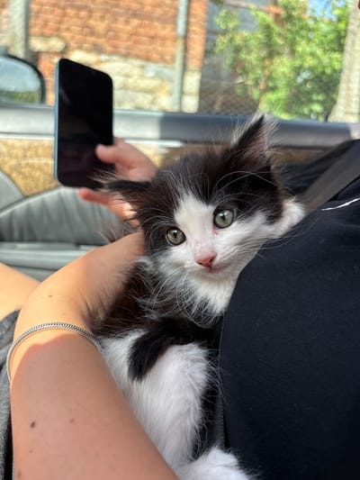 A person holds a black and white kitten in their arms, tilting its head slightly. The person wears a black top and a silver bracelet on their left wrist. They are also holding a black smartphone in their left hand. The background shows a blurry view of a brick building and greenery, suggestive of an outdoor setting, but not providing conclusive evidence of the location being Rila, Bulgaria. More details from the scene, that would confirm the location, are not visible.