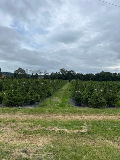 This is a full, eye-level, outdoor, vertical shot of a Christmas tree farm. The image is captured on a cloudy day with a grey sky dominating the upper half of the frame. Rows of young, green Christmas trees are planted in black pots and arranged on black sheeting. Each tree has a white tag. The trees are neatly aligned in rows, with a grassy pathway in between. The foreground features a strip of mown grass with dried clippings, and beyond that, another strip of longer, green grass with some dandelions. In the background, a dense line of mature trees creates a dark green border. A few buildings with red roofs are partially visible on the left side, nestled amongst the trees on a hillside. The location is the Christmas Tree Farm in Tewkesbury, United Kingdom.