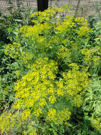The image shows a close-up view of a cluster of flowering dill plants. The dill flowers are small and yellow, arranged in an umbel shape. The foliage of the dill is feathery and green. In the background, there are other green plants, some with larger, more serrated leaves, suggesting a garden or natural setting. To the left of the dill, a portion of a black wire mesh fence is visible, with a light-colored surface underneath it, possibly gravel or paving stones. The lighting suggests it is daytime, with the sun casting shadows and illuminating the bright yellow flowers. The scene is one of natural growth and abundance, typical of a garden in the summer or late spring. There are no people or animals visible in the frame. No text is present in the image. The location context provided is Ертіс ауылдық округі, Kazakhstan.
