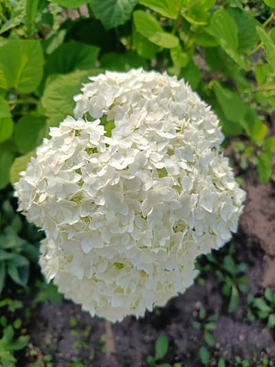 This media file depicts a close-up, overhead view of a large, round cluster of small, white hydrangea flowers. The flowers are densely packed, forming a spherical inflorescence. The background consists of blurred green leaves from the hydrangea plant and dark soil with a few small green sprouts. The lighting suggests it is daytime, with some dappled sunlight hitting the flowers, creating highlights and shadows that give the petals texture and depth. The overall mood is serene and natural, highlighting the beauty of the blooming flower. No people, visible text, or specific events are depicted. The implied location context is Vodinskiy, Russia.