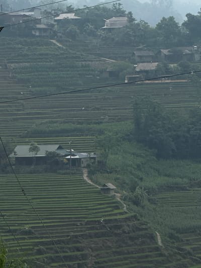An aerial view of the landscape in Tả Van, Vietnam, showcasing extensive terraced fields in neat rows. The fields are mostly green with some appearing darker, suggesting different stages of growth. Buildings with dark roofs are scattered throughout the terraces and nestled amongst trees. Overhead wires are visible.