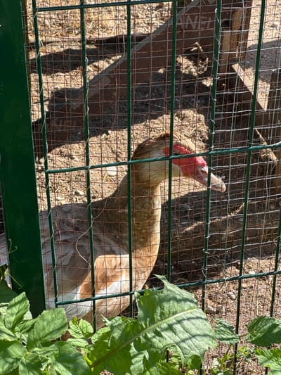 A light brown and white Muscovy duck (Cairina moschata) with prominent red caruncles around its eyes and beak is observed inside a wire mesh enclosure under direct sunlight in Šķēde, Latvia. The duck stands facing right, with its head slightly turned and its beak partially open, revealing a pinkish tongue. Its plumage displays a mottled pattern of brown, tan, and white, with distinct white feathers visible on its lower body and wing.
The enclosure is constructed from a green metal frame and rusted wire mesh. Several sections of the mesh are secured with additional thin, light-colored wire. The ground inside the enclosure consists of dry soil mixed with gravel and small pebbles. In the background, a wooden plank or board is visible, on which fragmented letters, including "ANEL," can be discerned. Shadows are cast across the ground and the wooden structure, indicating bright solar illumination. In the foreground, outside the enclosure, vibrant green leafy vegetation is present in the lower left and right portions of the frame. No human subjects are visible, and no direct interactions are depicted.
