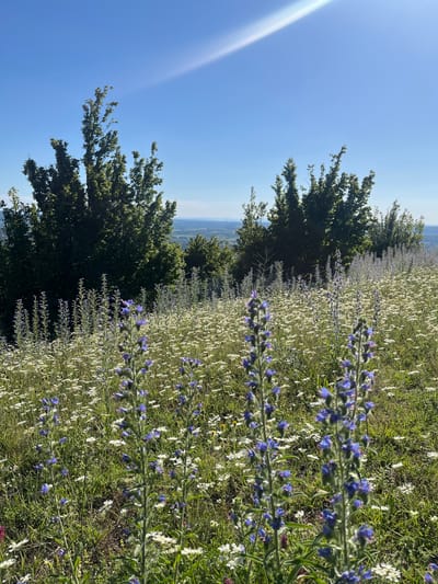 An outdoor, eye-level, full shot captures a field of wildflowers and trees under a bright blue sky with lens flare. In the foreground, tall, slender blue flowers with spiky blossoms are in focus, interspersed with smaller white flowers. The background reveals a dense line of dark green trees, followed by a distant, hazy landscape of rolling hills and fields under a clear blue sky.