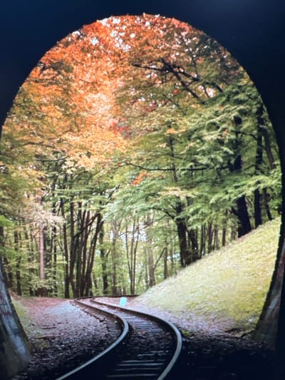 This media file depicts a park-like setting with trees and a pathway. The image is framed in an oval shape, with the edges appearing blurred or out of focus. On the left side of the frame, foliage displays a mix of green and autumnal orange colors, suggesting a transition of seasons. Bare branches of trees are visible against a backdrop of green leaves and a bright sky. To the right, a pathway curves and leads into a wooded area. The path appears to be covered in fallen leaves and gravel. A dark railing, possibly part of a bridge or walkway, is visible along the right edge of the path, curving with the pathway's turn. The overall impression is a serene, natural landscape, possibly in the late afternoon or early morning, given the soft lighting. There are no people or animals visible, and no text is present in the image. The setting appears to be a park or a trail within a forest.