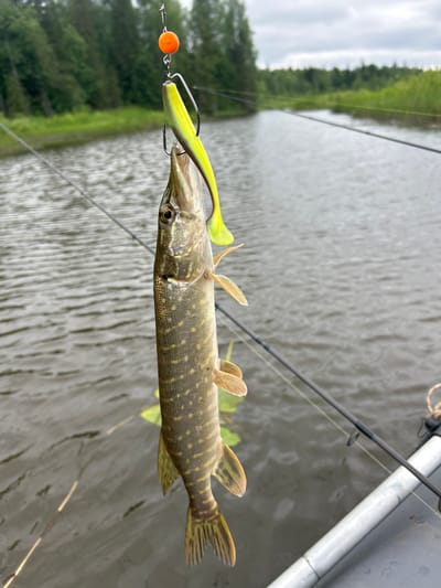 A small, freshly caught pike is dangling by its mouth from a fishing lure over calm, grey water. The fish has a patterned body of green and yellow with distinct spots and fins. The lure itself is a bright yellow, soft plastic bait with a hook embedded in the fish's mouth, and a small orange float above it. The scene appears to be on a body of water, possibly a river or lake, with a treeline of green trees visible in the background under a cloudy sky. Fishing rods are visible in the foreground and background, suggesting a fishing excursion. There are no people visible in the image. The specific location in Detskii Dom (Bashenino), Russia, is not discernible from the visual elements presented in the image.