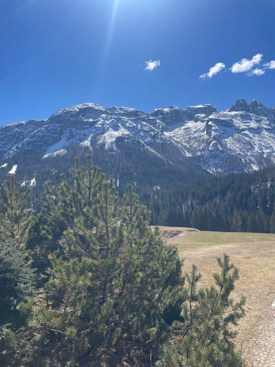 The image shows a landscape in Sappada, Italy, with a snow-capped mountain range dominating the left side of the frame. The sky is clear and blue with a few scattered clouds. A dense forest extends from the base of the mountains towards the center of the image. A grassy field is visible to the right of the forest. In the foreground, a coniferous tree partially obscures the view of the landscape. The sun is shining brightly, creating a lens flare in the upper left corner.