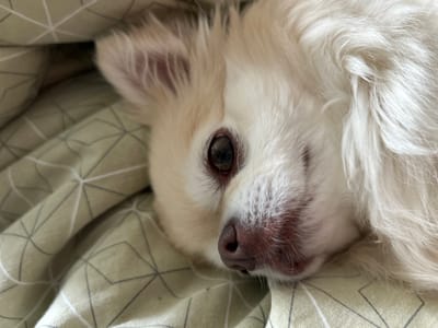 A close-up, eye-level shot shows a fluffy, cream-colored dog resting on a light green, patterned blanket. The dog's head is turned, with one eye visible, a dark brown iris with a faint reflection. Its nose is a dark pinkish-brown, with a slightly wet appearance. The dog's fur is long and soft, with some lighter cream-colored patches. The blanket has a geometric pattern of thin gray and white lines forming irregular diamond shapes. The scene appears to be indoors, likely a bedroom, in Podstepki, Russia.