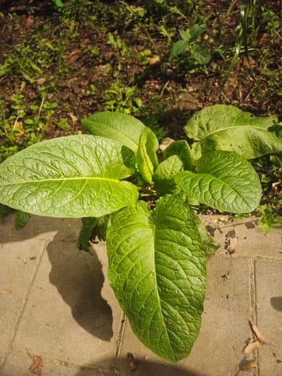A close-up, high-angle shot captures a healthy, vibrant green plant with large, textured leaves. The plant is situated at the edge of a paved area, with some of the leaves extending onto the light-colored pavers. The background consists of dark soil with scattered green vegetation, suggesting an outdoor setting. The lighting indicates it is likely daytime, with shadows cast by the plant onto the pavement, suggesting the sun is at an angle. The overall impression is one of a thriving plant in a garden or naturalistic environment in Lubnya, Russia. No people, text, or specific activities are visible in the image.