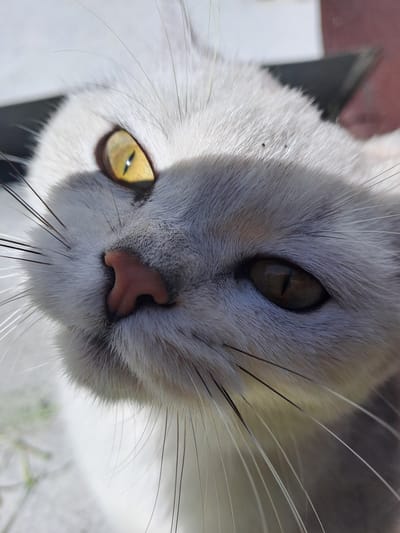 The image is an extreme close-up, low-angle portrait of a domestic cat's face, centered on its eyes and nose. The cat has soft, short fur, primarily light grey and white. Its two eyes are prominent; the left eye (viewer's left) is a striking yellow-gold with a narrow vertical pupil reflecting a bright light source, while the right eye is in shadow, appearing a darker amber-brown.
A small, textured pink nose is visible in the center, just below the eyes. Long, fine whiskers, both light and dark, extend outwards from the muzzle. The fur around the eyes and nose shows varying shades and textures. Small dark specks, possibly debris, are present on the fur near the top left of the frame.
The scene is brightly lit by natural sunlight, casting distinct shadows across parts of the cat's face, particularly around the right eye and nose area, indicating a sunny daytime. The background is completely out of focus, showing only blurry light and dark patches, with a hint of green at the very bottom, suggesting an outdoor setting. The cat appears to be looking directly at the camera with a curious or watchful expression. There is no visible text. The location context is Полянки, Russia.