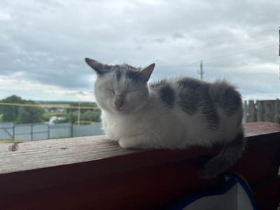 A white and grey cat with its eyes closed is resting on a dark red wooden railing. The cat is facing the camera and appears to be sleeping or very relaxed. Its fur is short, with patches of grey and white. The background shows a cloudy sky with some hints of greenery and a fence. The overall scene suggests an outdoor setting on an overcast day. The context indicates the location is Tuishevo, Russia. There is no visible text in the image.
