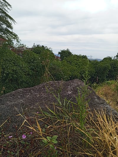 This image depicts an elevated outdoor scene in Silvino Lobos, Philippines, under an overcast sky. The foreground is dominated by a large, irregular, dark gray rock, approximately centered, with a rough, weathered surface. Surrounding the rock and extending to the bottom edge of the frame is a mix of vegetation, including various green grasses, some with seed heads, and patches of dried, yellowish-brown grass. Several small, broadleaf green plants are present, along with a few small, five-petaled purple flowers clustered near the bottom left corner.
In the midground, beyond the rock and foreground flora, a dense expanse of rich green foliage from numerous trees and possibly bamboo dominates the landscape, creating a thick canopy. Above and partially obscured by this foliage, particularly on the left side of the frame, are the roofs and upper sections of several buildings or houses, indicating human habitation within the vegetated area. These structures appear to have dark or reddish-brown tiled roofs. The far background reveals faint outlines of distant landforms or hills, partially obscured by atmospheric haze. The sky is entirely overcast, characterized by uniform gray and white clouds stretching across the upper half of the image. No people or animals are visible, and no specific actions or interactions are depicted.
