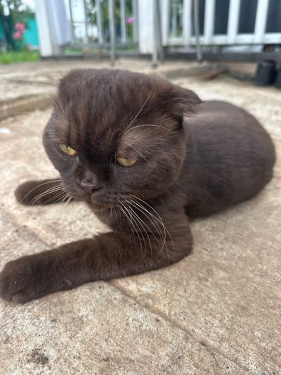 A close-up, eye-level shot captures a dark brown Scottish Fold cat lying on a textured, light-colored concrete surface. The cat is facing left, with its head tilted down and its yellow eyes looking intently forward. Its ears are folded down, a characteristic of the breed. The cat's whiskers are prominent and white against its dark fur. The background is blurred, showing a hint of greenery and white fencing or railings, suggesting an outdoor setting, possibly a patio or yard in Sosnovyi Bor, Russia. The lighting indicates it is daytime, with shadows visible on the concrete.