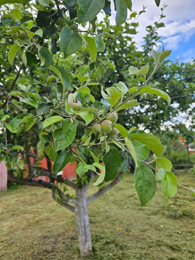 In Chukholovo, Russia, a close-up shot focuses on a branch of an apple tree. The branch is laden with several small, green apples, some with a hint of pink. Lush green leaves surround the developing fruit. In the blurred background, the grey trunk of the apple tree is visible, along with a red-painted building. The ground is covered in freshly cut green grass. The sky above is a mix of blue with scattered white clouds.