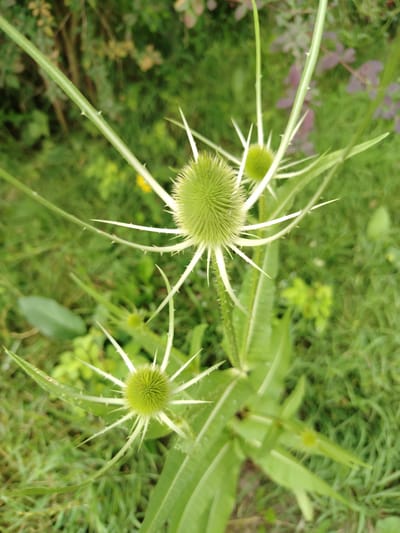 The image shows a close-up, overhead view of several green, spiky seed heads of a wild plant, likely a thistle or teasel, growing in a grassy, outdoor environment. The seed heads are spherical and covered in sharp, pointed bracts. Some of the plant's spiky stems and long, lance-shaped leaves are also visible. The background is a blur of green foliage and grass, suggesting a natural setting. The overall impression is of a wild, uncultivated area. No people or specific landmarks are visible, and no specific location within Знаменскі сельскі Савет, Belarus can be identified from the image alone.