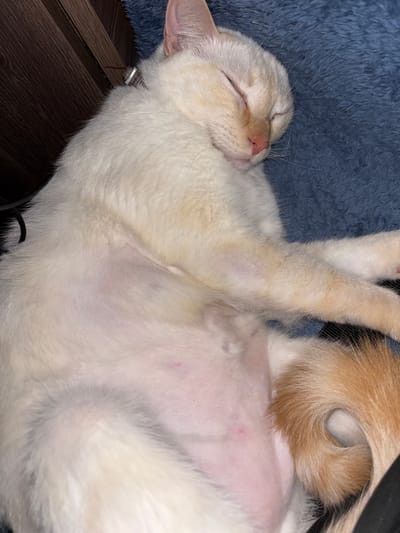 A cat is lying on its back on a blue fuzzy blanket. The cat has light tan fur with some darker brown markings on its tail. Its belly is exposed and pinkish in color. The cat's eyes are closed and it appears to be sleeping. Part of a dark wooden surface is visible in the lower left corner. The location is not discernible from the provided image.