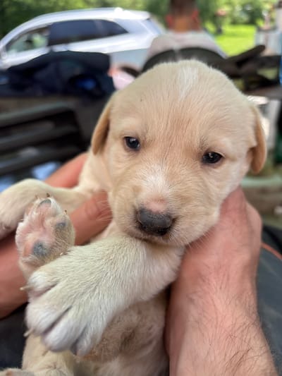 The image depicts a light-colored puppy held by human hands in Iskrets, Bulgaria. The puppy, the primary subject, is cream or pale yellow, with dark eyes and a dark nose that appears slightly dusty. A distinct white fur stripe is visible on its forehead. Its front left paw, exhibiting dark paw pads and visible light-colored claws, is prominent. The hands holding the puppy are fair-skinned with light hair on the forearms. In the blurred background, a white or light-colored vehicle is partially visible on the upper left. Further back, the torso and head of a person are discernible, facing away from the camera, wearing a light-colored top and possibly dark eyewear or a dark collar. A blue object is faintly visible to the right of this person. The environment suggests an outdoor setting with blurred green foliage in the distant background, illuminated by natural light.