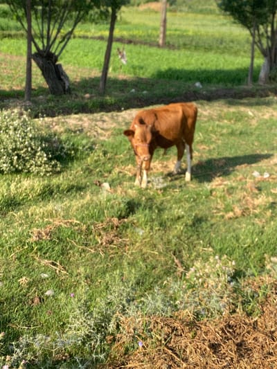 A brown cow stands in a grassy field with trees in the background. The cow is facing the camera and appears to be eating grass. The field is surrounded by trees, and there is a dirt path running through it. The scene is illuminated by natural sunlight. The image is taken in Боғистон, Tajikistan.