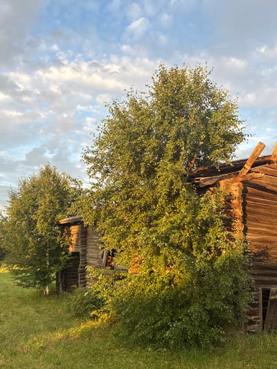 The image shows an old, abandoned wooden structure in Большелуг, Russia, with a lush green grassy field in the foreground and a cloudy blue sky in the background. The wooden building, constructed from logs, appears weathered and partially dilapidated, with visible damage to the roof structure and an open doorway. A large, leafy green tree stands in front of and partially obscures the building, its branches extending upwards towards the sky. Sunlight illuminates the scene, casting long shadows across the grass and highlighting the textures of the wood and foliage. The overall impression is one of rural decay and the encroaching power of nature.