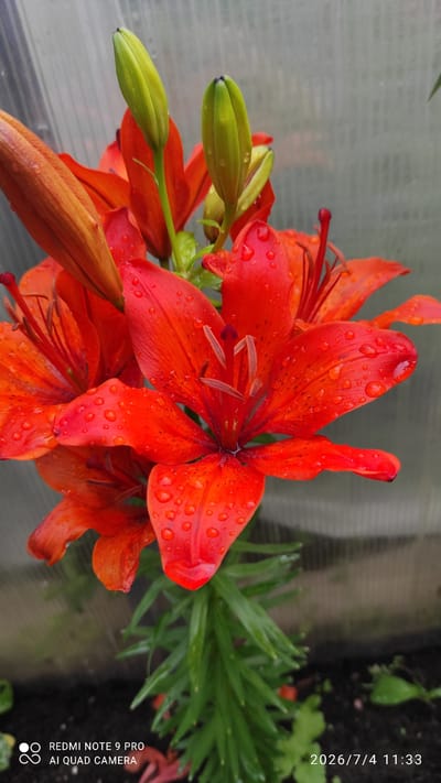 A close-up, eye-level, vertical shot captures a cluster of vibrant orange lilies with water droplets on their petals. The lilies, some in bloom and others as buds, are wet, suggesting recent rain or watering. The background is a blurred, translucent corrugated material, possibly from a greenhouse or a similar structure. The ground below the flowers is dark soil with some green foliage. In the lower left corner, the text "REDMI NOTE 9 PRO AI QUAD CAMERA" is visible, and in the lower right corner, the date "2026/7/4 11:33" is displayed. The scene appears to be in a garden or greenhouse setting in Ülgase, Estonia.
